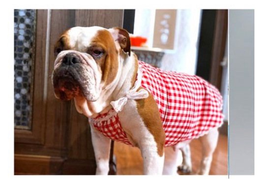 Red Check Suit